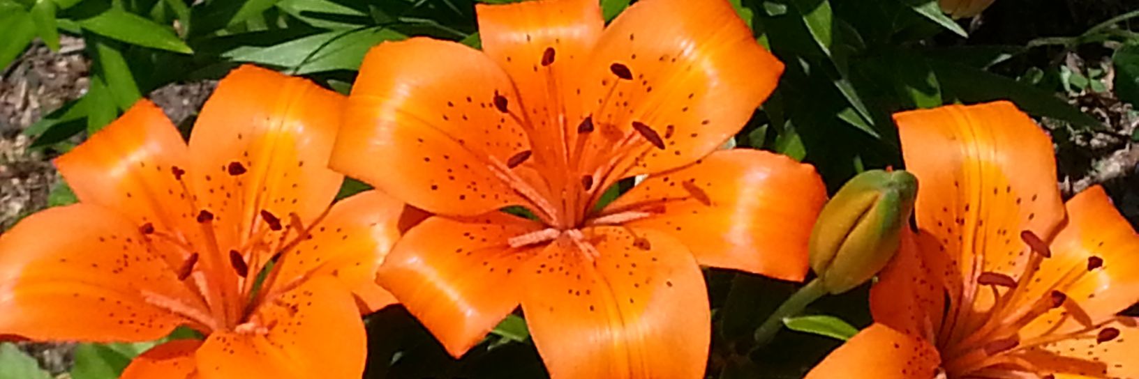 SherriStPierre's profile banner image