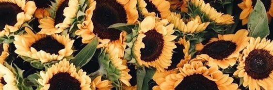 prncssrcrd_'s profile banner image
