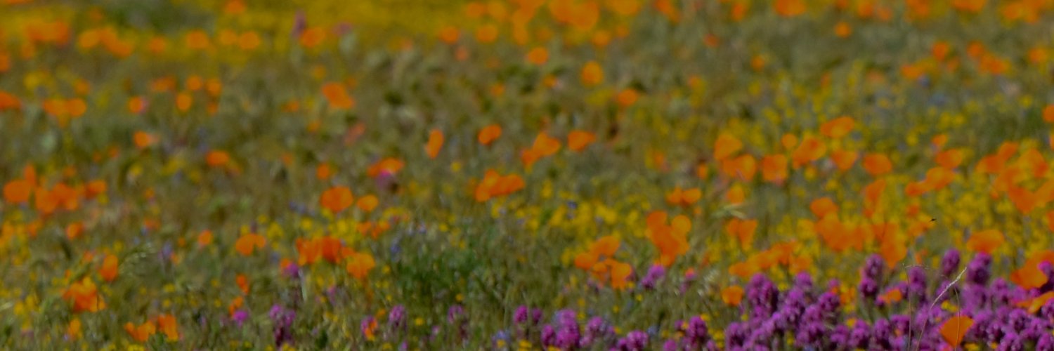 𝗣𝗮𝘁𝗿𝗶𝗰𝗶𝗮 𝗩𝗲𝗿𝗿𝗮𝘁𝘁𝗶 banner