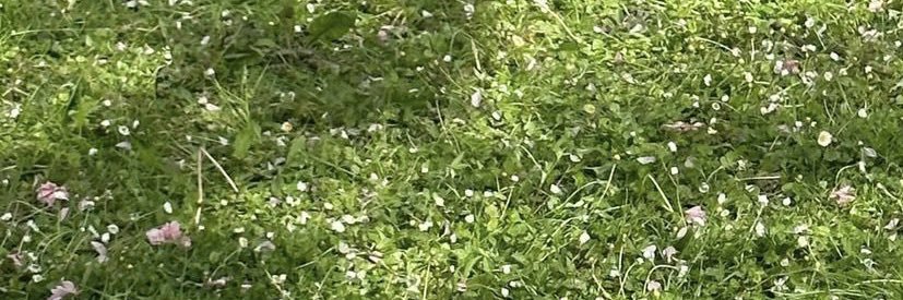 thebettercup's profile banner image
