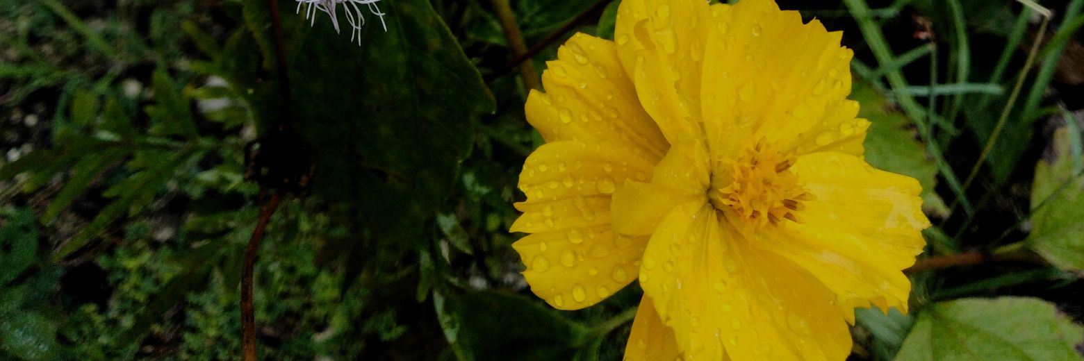 EldridDecfort's profile banner image