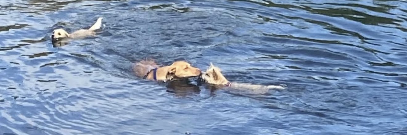 𝓜𝓪𝓻𝔂𝓼𝓸𝓵 🇳🇱 banner