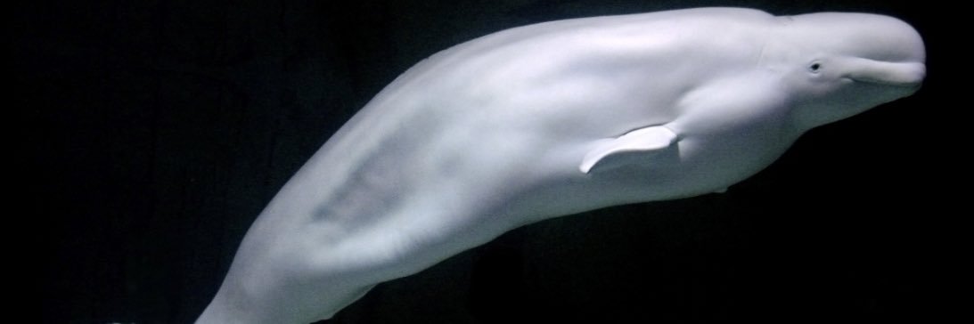 squishychuppa banner