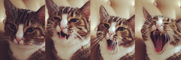 melinaeeja's profile banner image