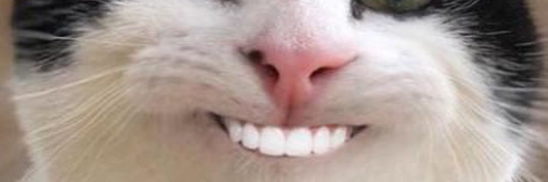 funny memes 0.1 banner