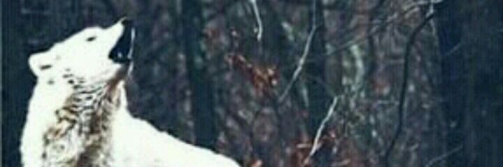 understanduu's profile banner image