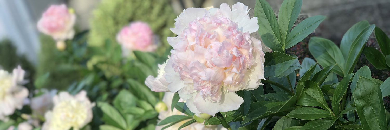 Maria Pace, Ed.D. banner