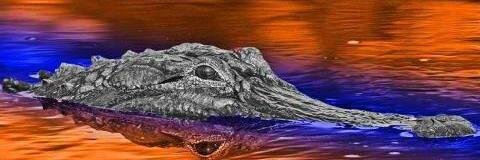 MikeGatorBall's profile banner image