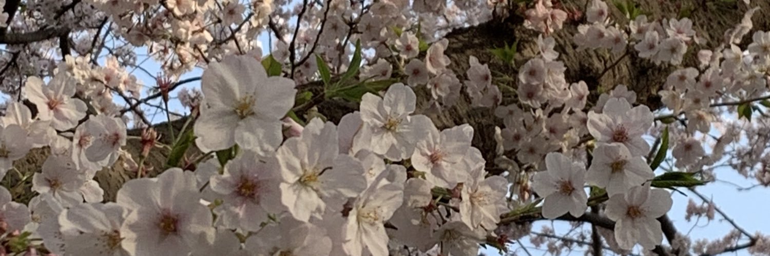 mocchi_ku's profile banner image