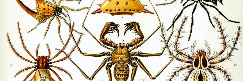 Invertebraette's profile banner image