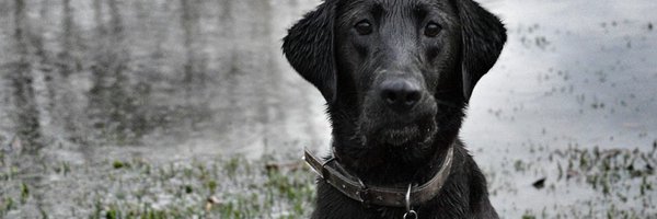 DaleKelly_ Profile Banner