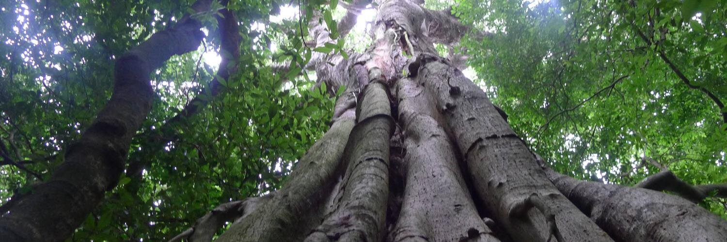 Dr. Erica Smithwick banner