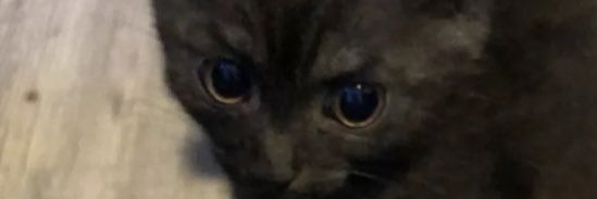 nou 🍳's banner