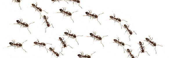 perrito Profile Banner