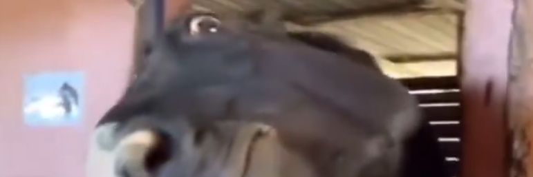 PuuPuuPoo's profile banner image