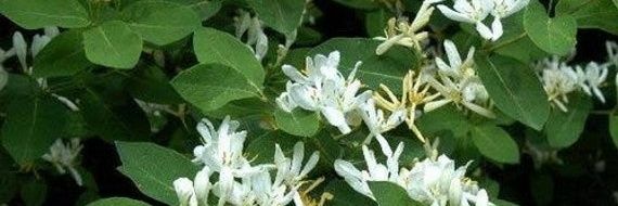 °☆Pickle☆° banner