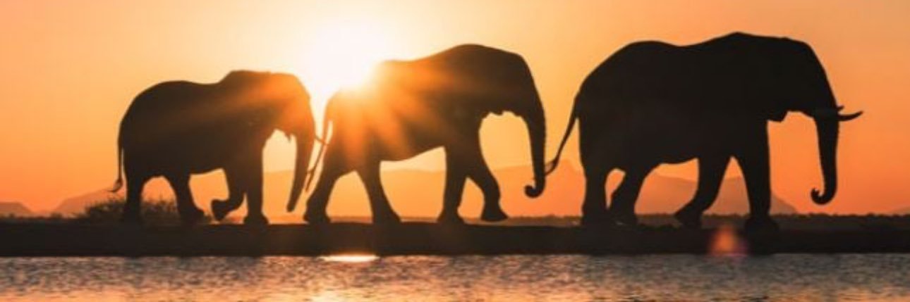 Bitcoin In The Wild banner