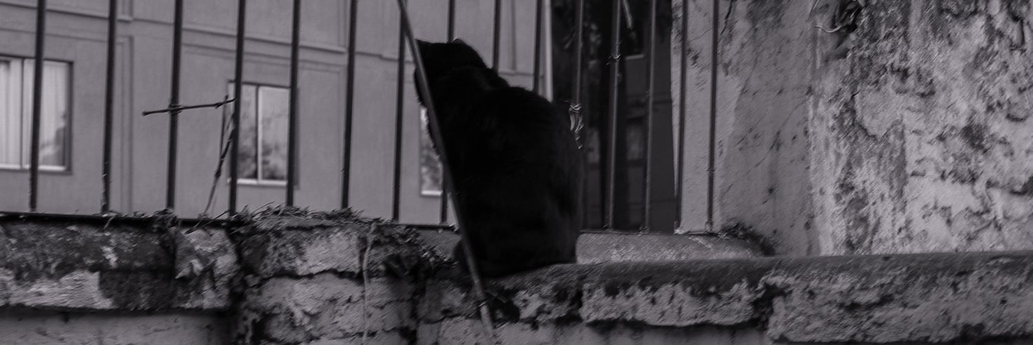 Scotipipenson's profile banner image