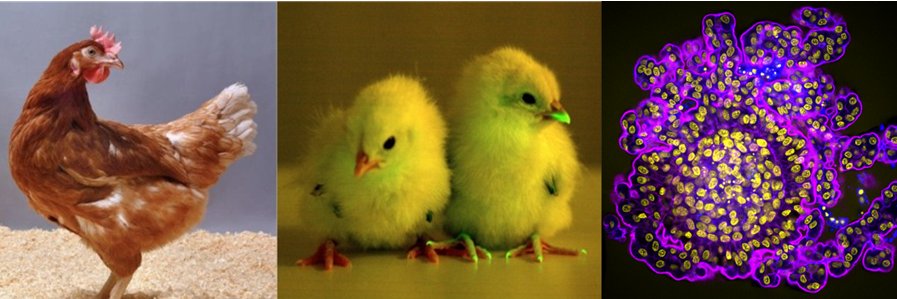 Avian Research Symposium banner