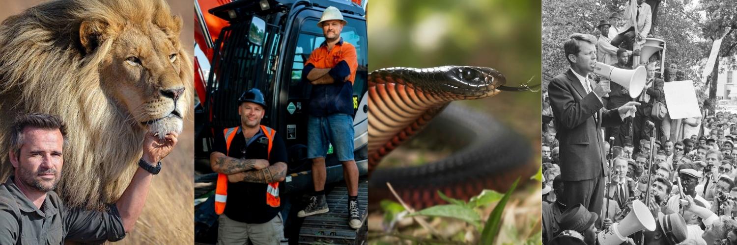 WildThringMedia's profile banner image