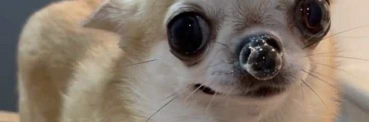 gat0leche's profile banner image