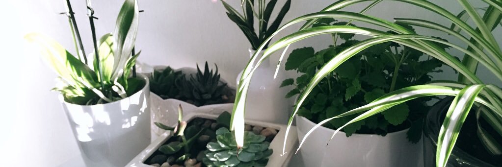 liinneeaas's profile banner image