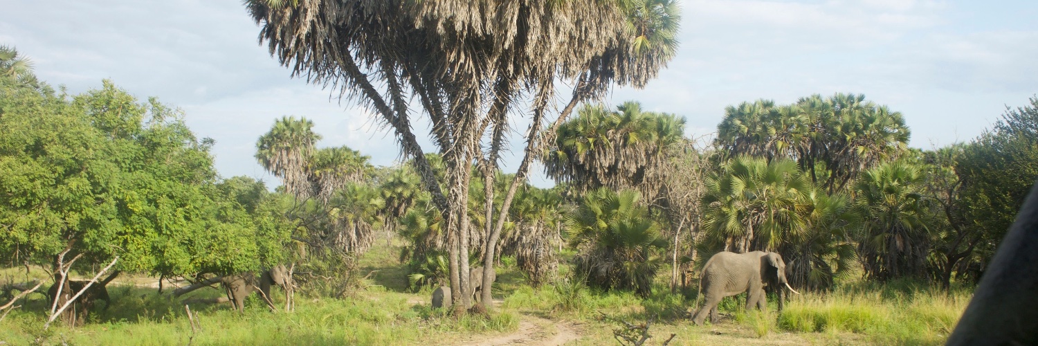 Alia Sooltan banner