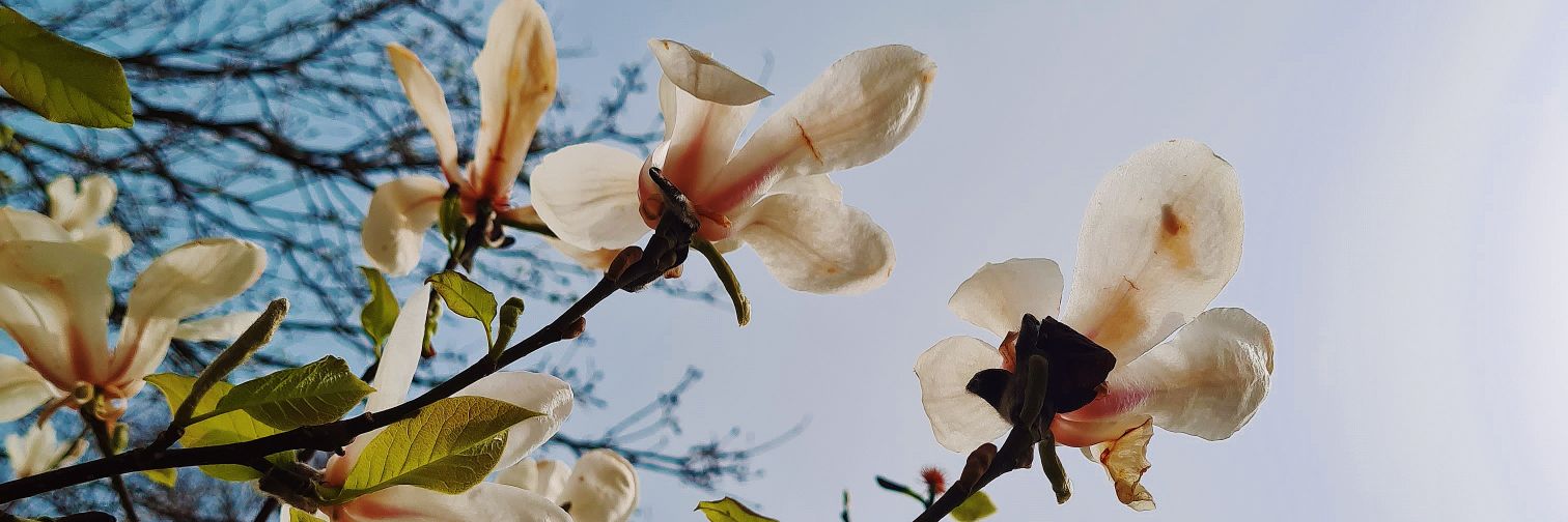 Jess 🌸 banner