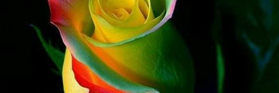 josede6969's profile banner image
