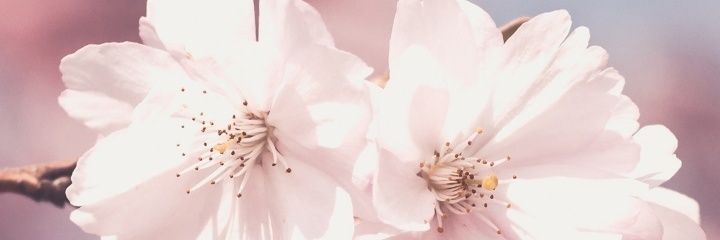 cieloberennice's profile banner image