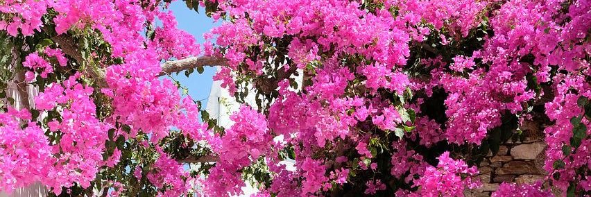 Cacá 🚩 banner
