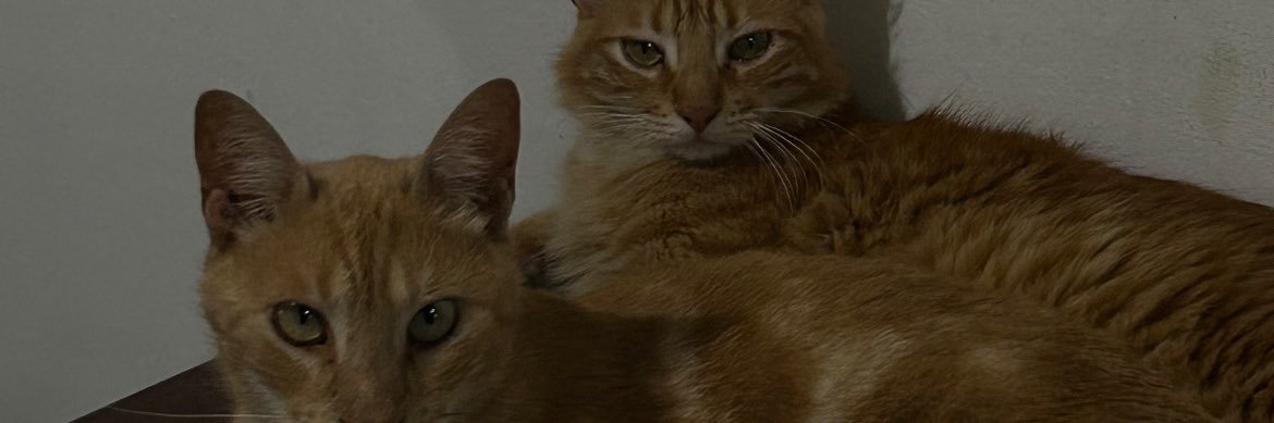 sofdefer's profile banner image