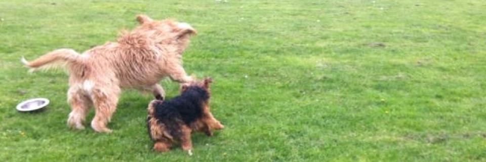 LottieTheWelsh's profile banner image