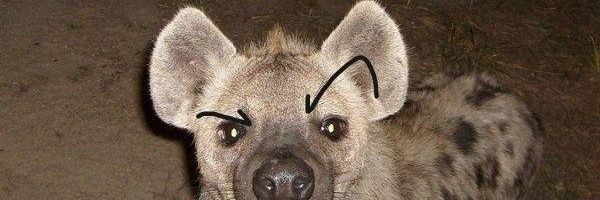 Hyena boy🐾 banner