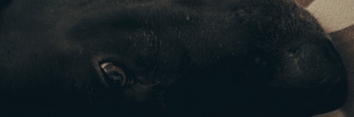 chagaskarenn's profile banner image