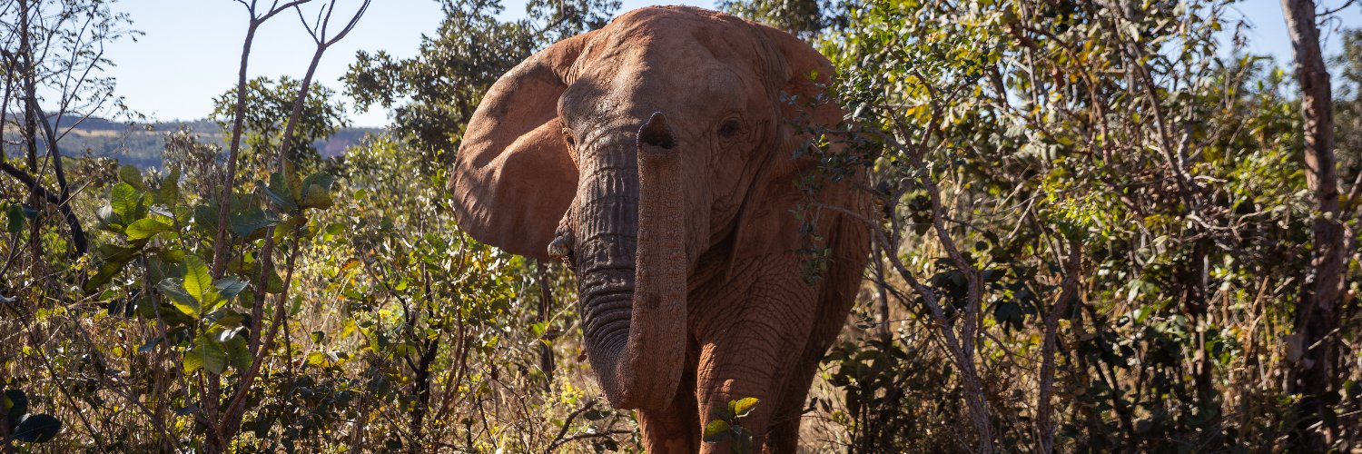 Global Sanctuary for Elephants's banner