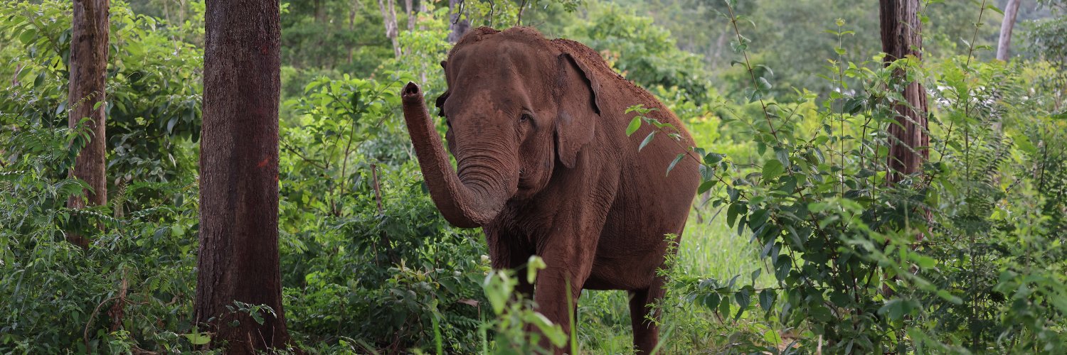 Global Sanctuary for Elephants banner