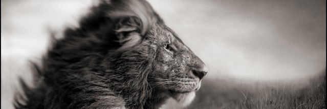 babyluna's profile banner image