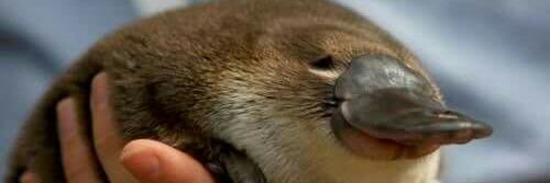 The Office Cryptid 🦇 banner