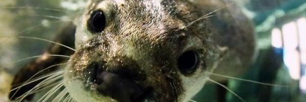 𝕰𝖑𝖎𝖟𝖆𝖇𝖊𝖙𝖍🦦 banner