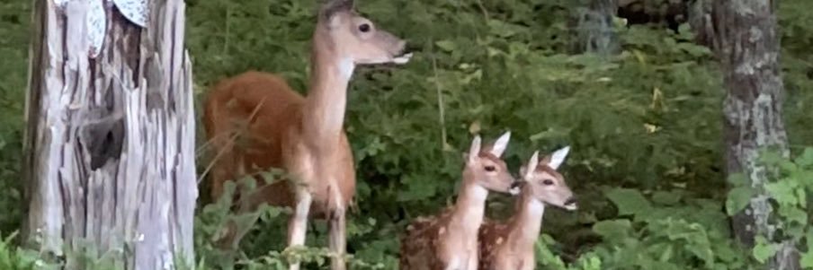 EmptyNestQueen's profile banner image