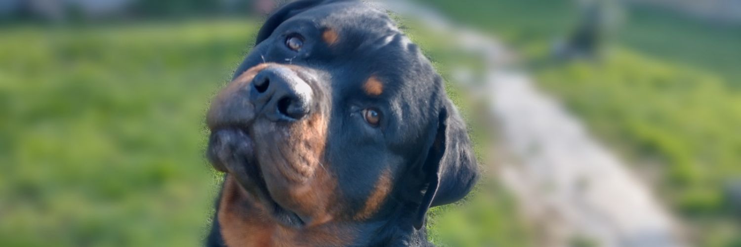 aleeosman's profile banner image