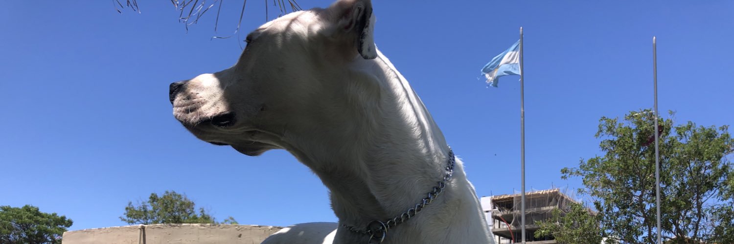 leoyanez99's profile banner image