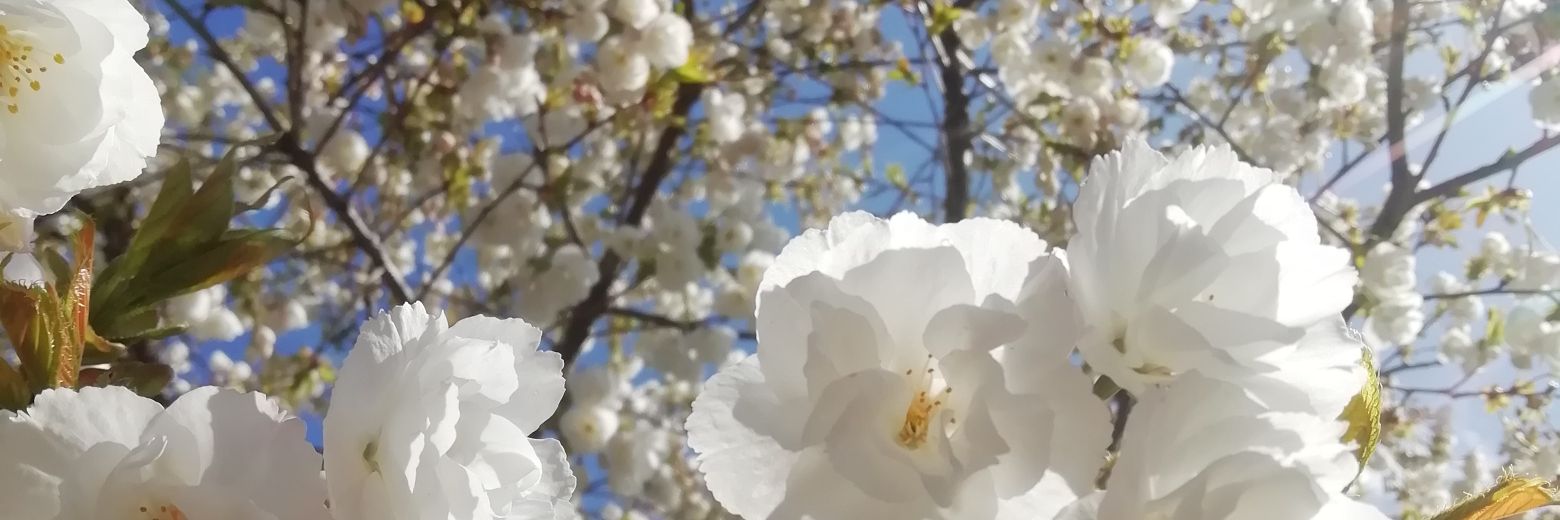 Charles Henry ✝️ banner