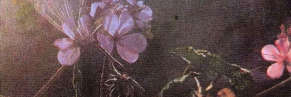 macaramirez7's profile banner image