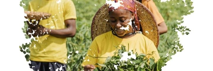 Pesira Technologies banner