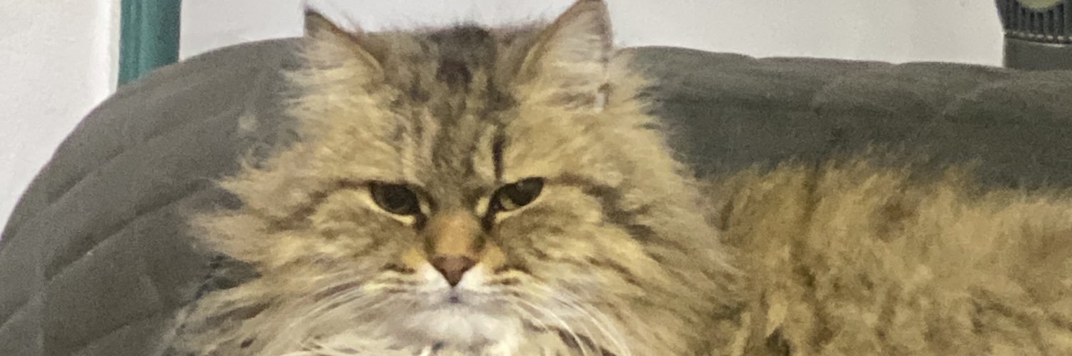 ZizoElbahey's profile banner image