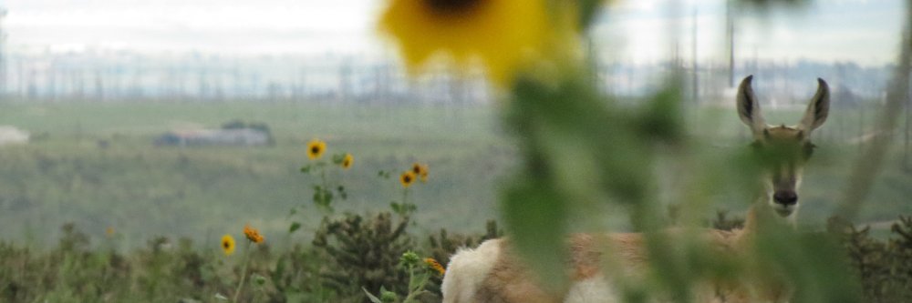 MsRosieLC's profile banner image