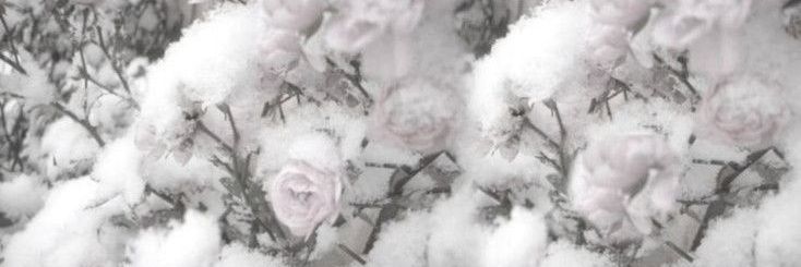 ♡ lilli ♡ banner