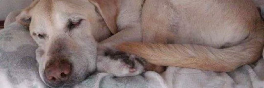 🐶🐾H a r u 🐾🐶 banner